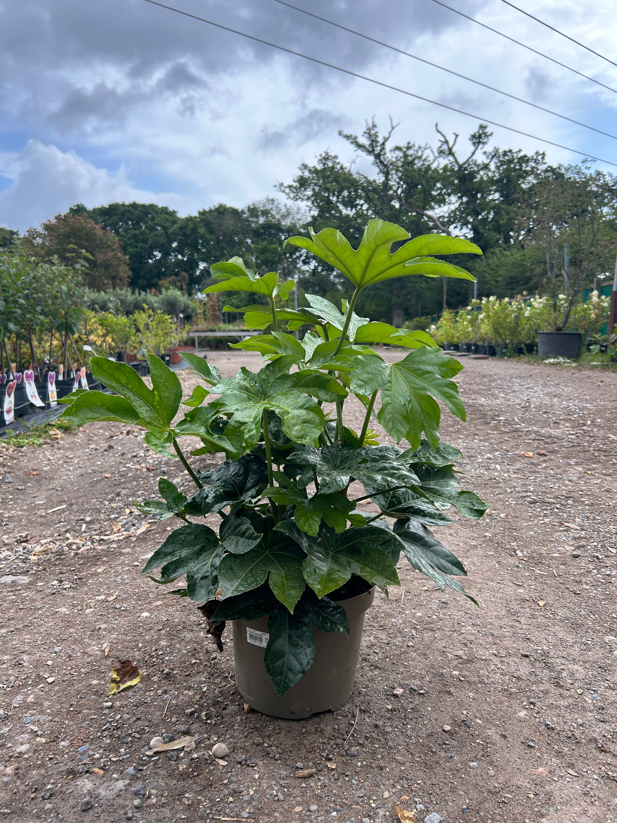 Fatsia japonica - Buy Plants Online at Web Garden Centre
