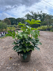 Fatsia japonica - Buy Plants Online at Web Garden Centre
