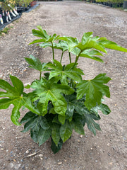 Fatsia japonica - Buy Plants Online at Web Garden Centre