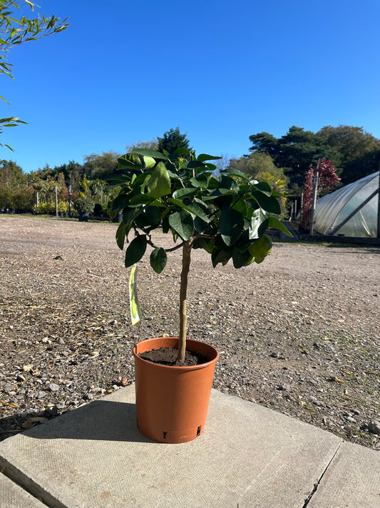 Lime Citrus Tree 70cm 5L - Buy Plants Online at Web Garden Centre