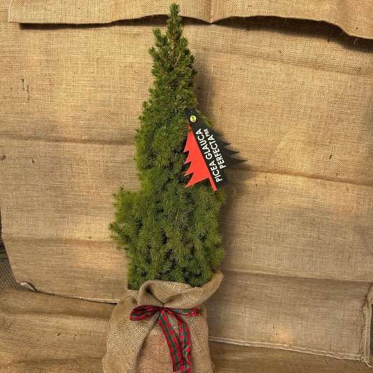 Mini Christmas Tree - Buy Plants Online at Web Garden Centre