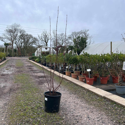 Viburnum ‘Dawn’ 160-170cm 10L