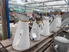 Antique Enamel Jugs - Buy Plants Online from  Web Garden Centre - Free Delivery