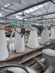 Antique Enamel Jugs - Buy Plants Online from  Web Garden Centre - Free Delivery