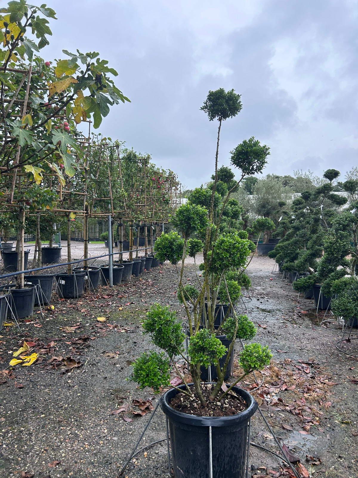 pom pom bonsai tree Ilex Crenata Pom Pom Tree – Web Garden Centre