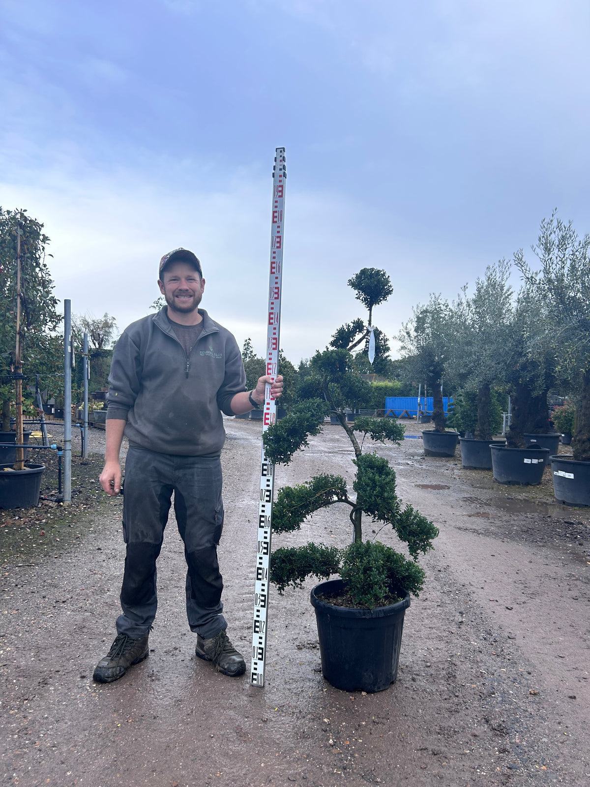 Ilex Crenata Cloud Tree - Buy Plants Online at Web Garden Centre