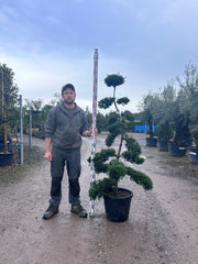 Ilex Crenata Cloud Tree - Buy Plants Online from  Web Garden Centre - Free Delivery