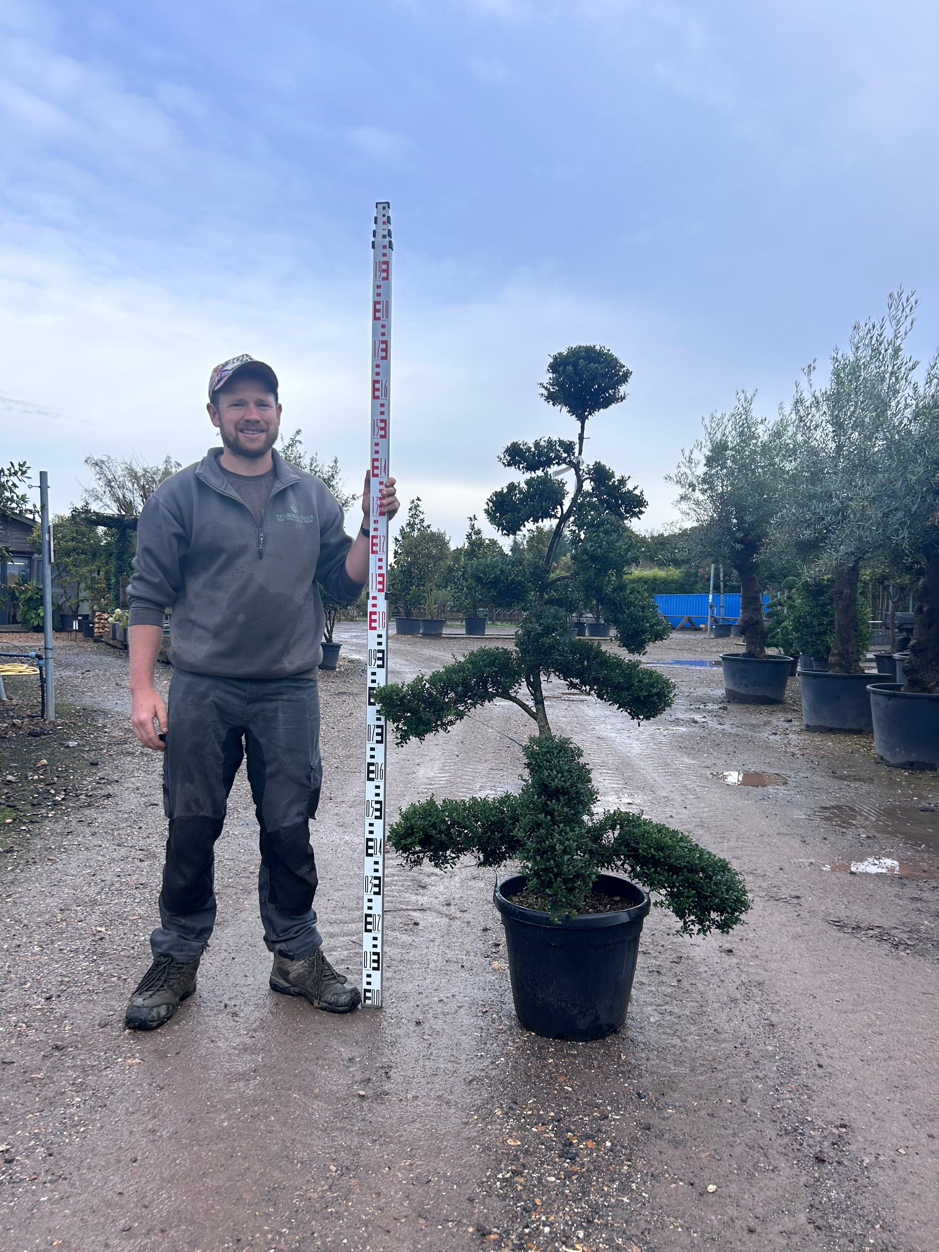 Ilex Crenata Cloud Tree - Buy Plants Online from  Web Garden Centre - Free Delivery