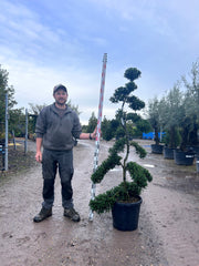 Ilex Crenata Cloud Tree - Buy Plants Online from  Web Garden Centre - Free Delivery