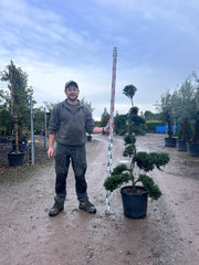 Ilex Crenata Cloud Tree - Buy Plants Online from  Web Garden Centre - Free Delivery