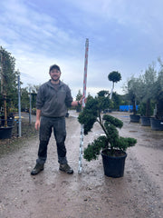 Ilex Crenata Cloud Tree - Buy Plants Online from  Web Garden Centre - Free Delivery