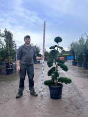 Ilex Crenata Cloud Tree - Buy Plants Online from  Web Garden Centre - Free Delivery