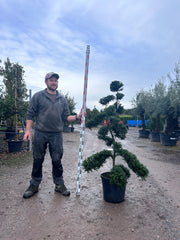 Ilex Crenata Cloud Tree - Buy Plants Online from  Web Garden Centre - Free Delivery