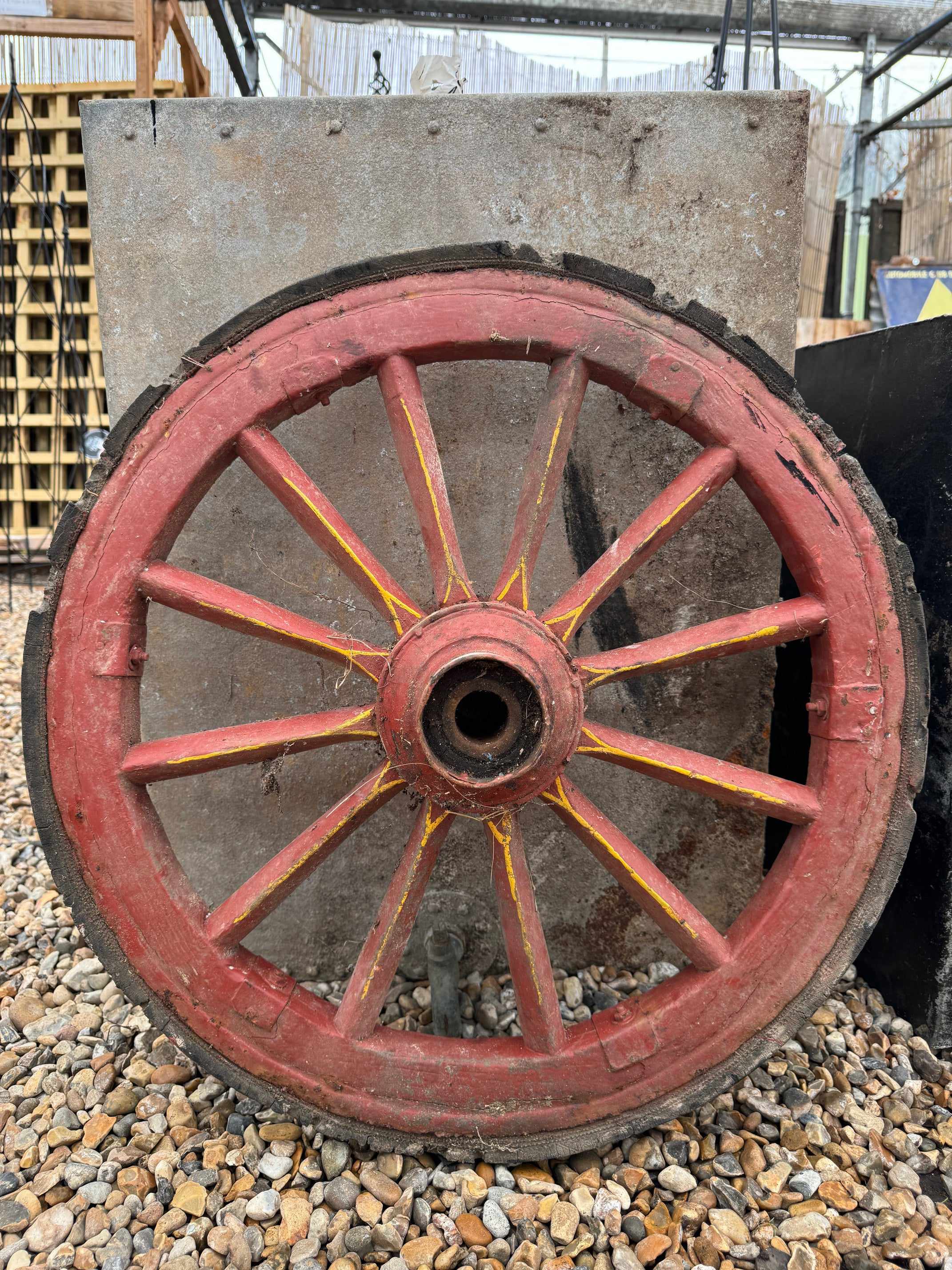 Antique Wagon Wheels - Buy Plants Online from  Web Garden Centre - Free Delivery