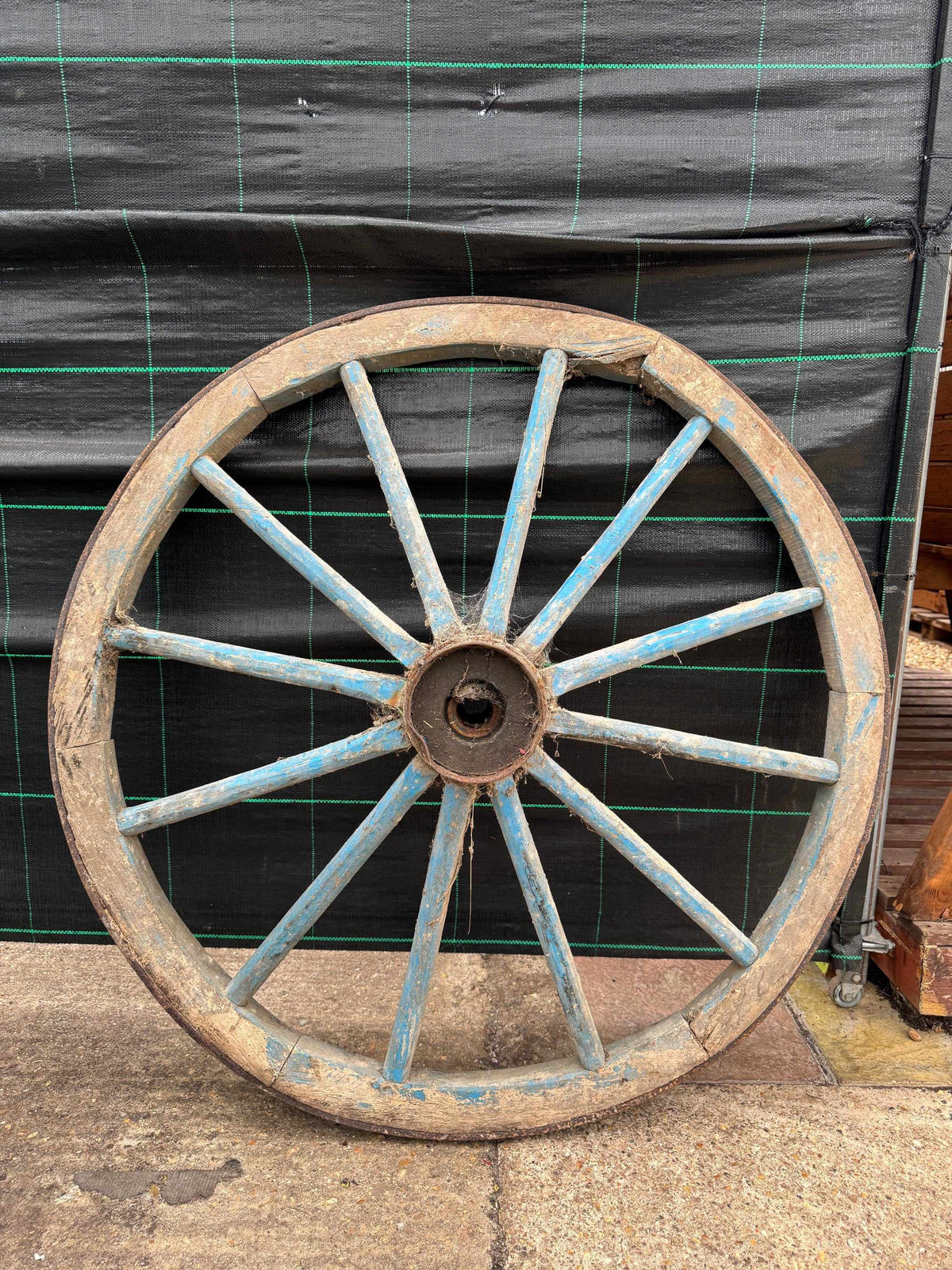 Antique Wagon Wheels - Buy Plants Online from  Web Garden Centre - Free Delivery