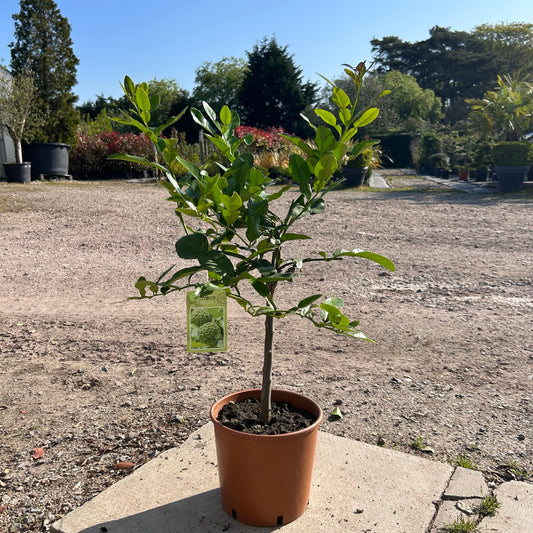 Kaffir Lime Citrus Tree 80-100cm 5L - Buy Plants Online at Web Garden Centre
