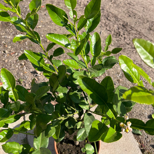 Kaffir Lime Citrus Tree 80-100cm 5L - Buy Plants Online at Web Garden Centre