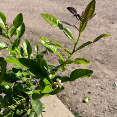 Kaffir Lime Citrus Tree 80-100cm 5L - Buy Plants Online at Web Garden Centre