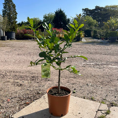 Kaffir Lime Citrus Tree 80-100cm 5L - Buy Plants Online at Web Garden Centre