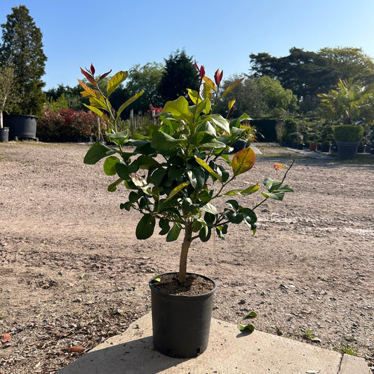 Lemon Citrus Tree 60-80cm 5L - Buy Plants Online at Web Garden Centre