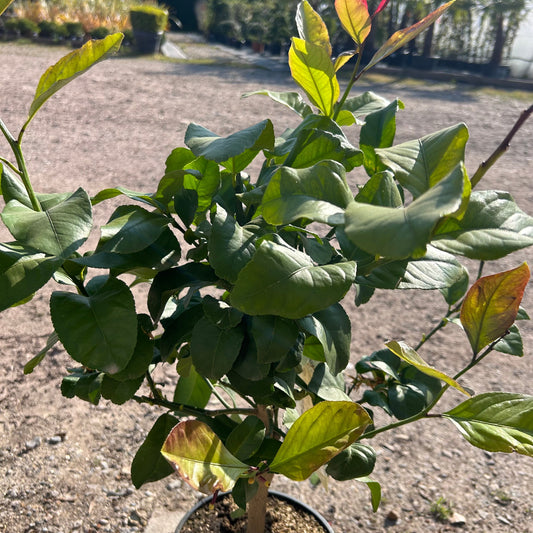 Lemon Citrus Tree 60-80cm 5L - Buy Plants Online at Web Garden Centre