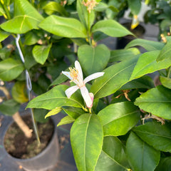 Lemon Citrus Tree 60-80cm 5L - Buy Plants Online at Web Garden Centre