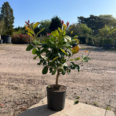 Lemon Citrus Tree 60-80cm 5L - Buy Plants Online at Web Garden Centre