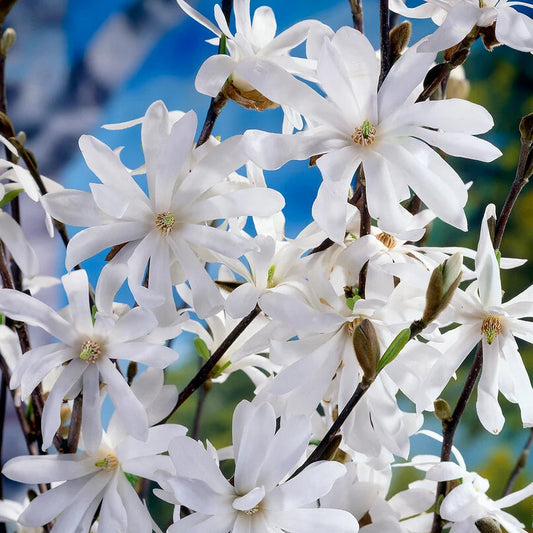 Magnolia Tree Stellata 70-90cm 3L - Buy Plants Online at Web Garden Centre