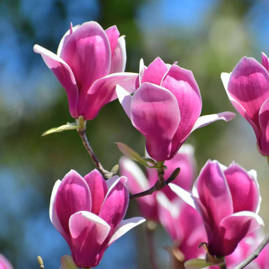 Magnolia Tree Susan 80-100cm 3L - Buy Plants Online at Web Garden Centre