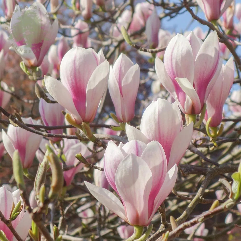 Magnolia Tree Tulip 100-120cm 3L - Buy Plants Online at Web Garden Centre
