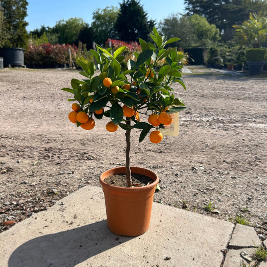 Mini Calamondin Citrus Tree 50-60cm 2L - Buy Plants Online at Web Garden Centre