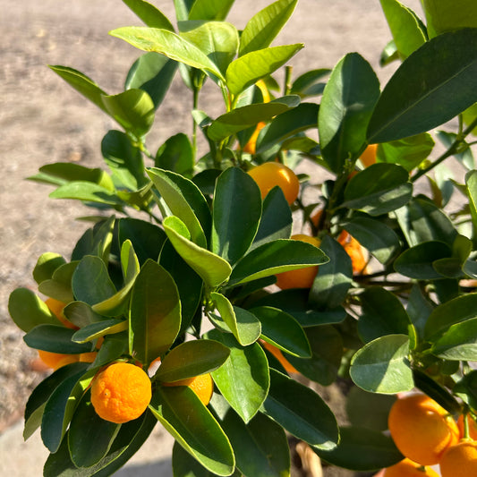 Mini Calamondin Citrus Tree 50-60cm 2L - Buy Plants Online at Web Garden Centre