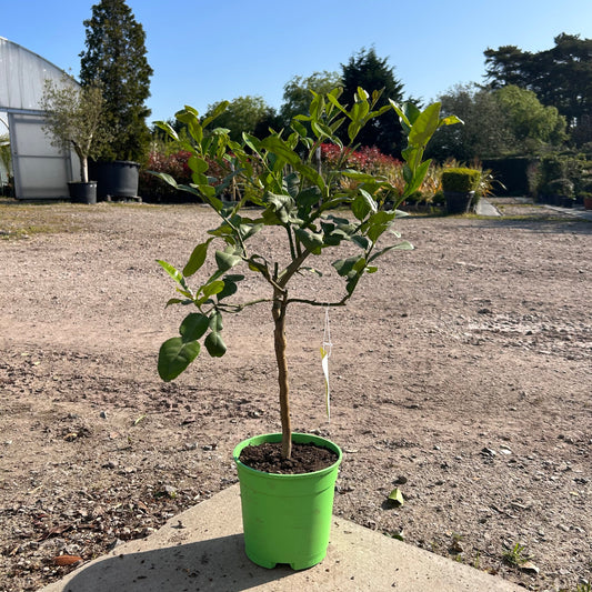 Mini Kaffir Lime Citrus Tree 60-80cm 1.5L - Buy Plants Online at Web Garden Centre
