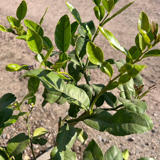 Mini Kaffir Lime Citrus Tree 60-80cm 1.5L - Buy Plants Online at Web Garden Centre