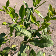 Mini Kaffir Lime Citrus Tree 60-80cm 1.5L - Buy Plants Online at Web Garden Centre