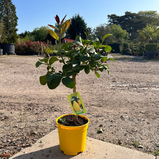 Mini Lemon Citrus Tree 40-60cm 1.5L - Buy Plants Online at Web Garden Centre