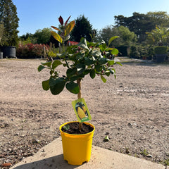 Mini Lemon Citrus Tree 40-60cm 1.5L - Buy Plants Online at Web Garden Centre