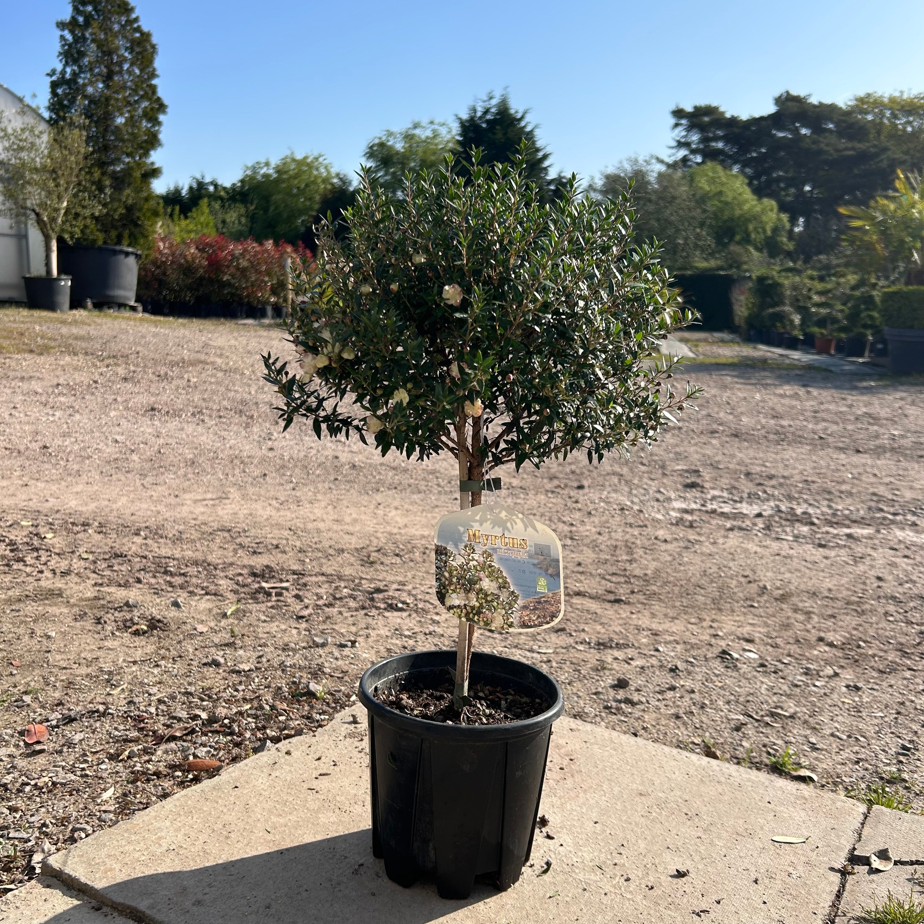 Large Mini Myrtle 50-70cm 3L - Buy Plants Online at Web Garden Centre