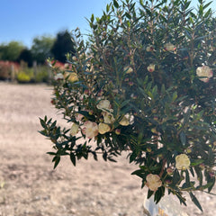 Large Mini Myrtle 50-70cm 3L - Buy Plants Online at Web Garden Centre