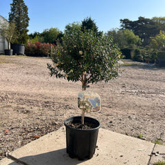 Large Mini Myrtle 50-70cm 3L - Buy Plants Online at Web Garden Centre
