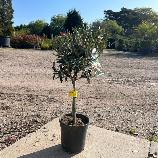 Standard Olive Tree 50-60cm 2L - Buy Plants Online at Web Garden Centre