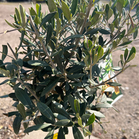 Standard Olive Tree 50-60cm 2L - Buy Plants Online at Web Garden Centre