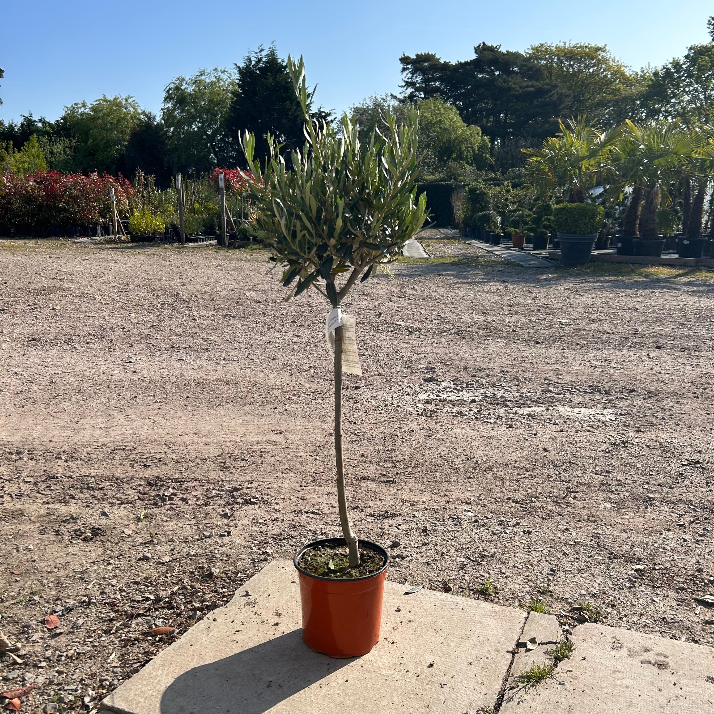 Standard Olive Tree 90-100cm 5L - Buy Plants Online at Web Garden Centre