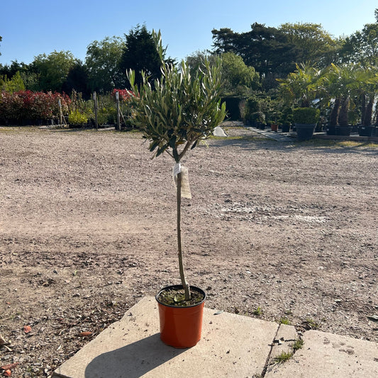 Standard Olive Tree 90-100cm 5L - Buy Plants Online at Web Garden Centre