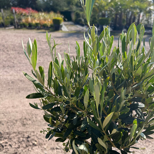 Standard Olive Tree 90-100cm 5L - Buy Plants Online at Web Garden Centre