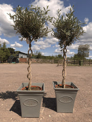 Double Spiral Olive Trees - Buy Plants Online at Web Garden Centre