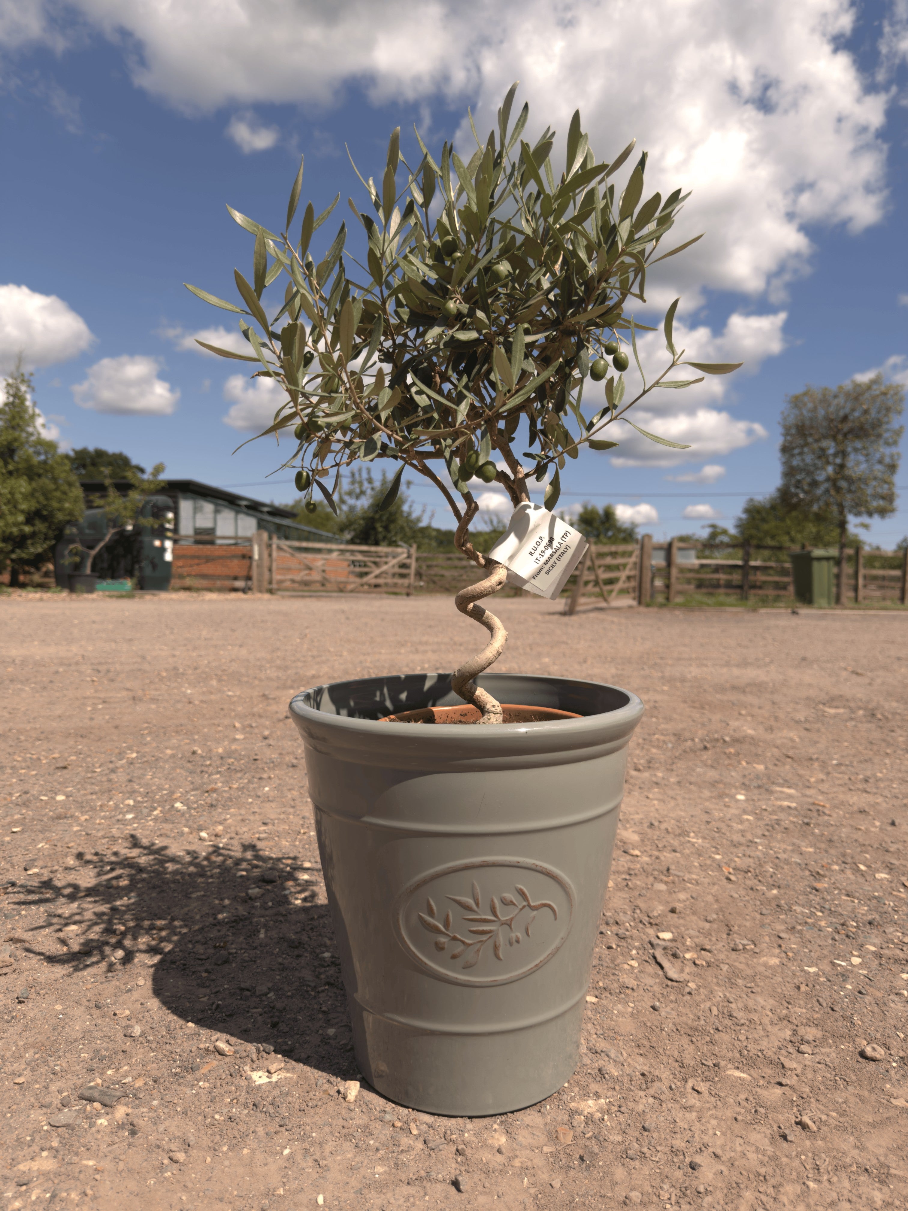 Spiral Olive Trees - Buy Plants Online at Web Garden Centre
