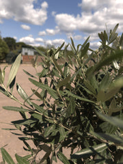 Double Spiral Olive Trees - Buy Plants Online at Web Garden Centre