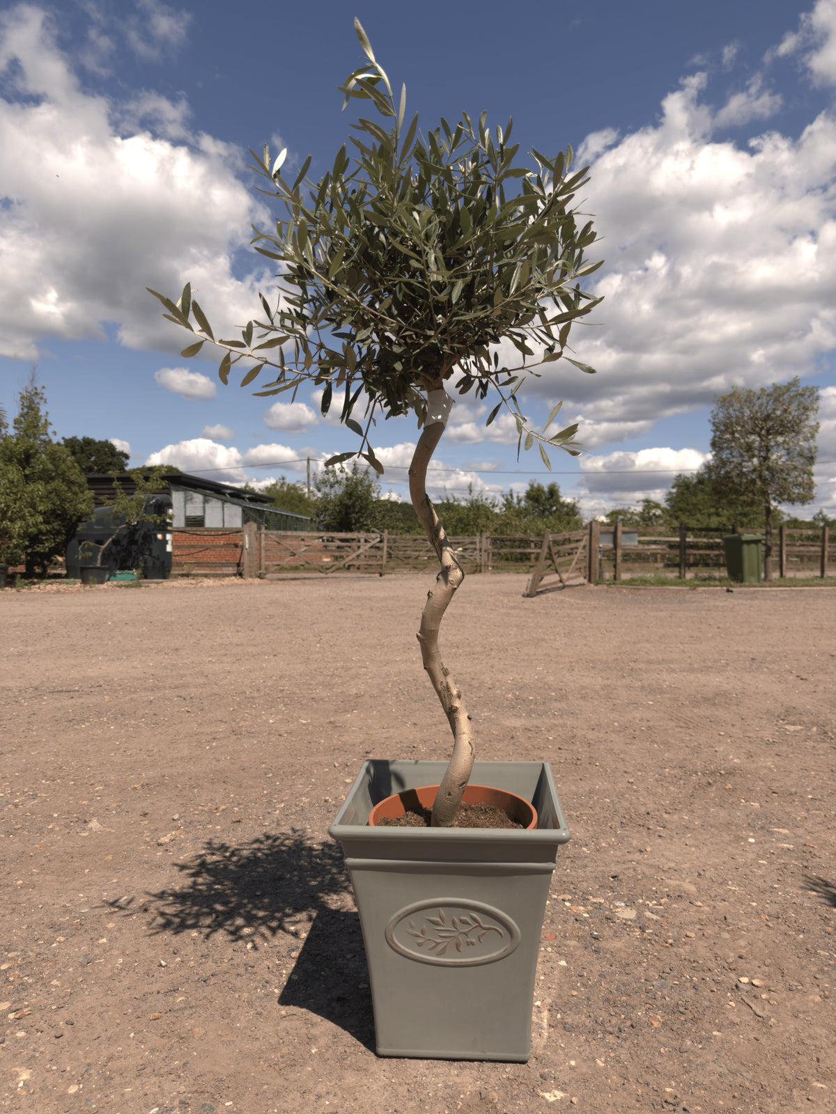 Spiral Olive Trees - Buy Plants Online at Web Garden Centre