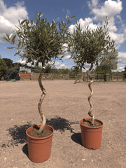 Spiral Olive Trees - Buy Plants Online at Web Garden Centre